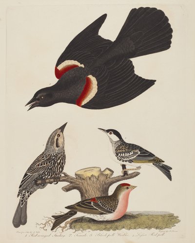 Vörösszárnyú seregély, nőstény vörös szárnyú seregély, fekete poszáta és kisebb..., pub.1808-1814. alkotó: Alexander Lawson