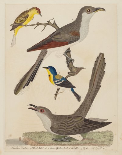 Karolina kakukk, feketecsőrű kakukk, kék sárgahátú poszáta és sárga vörös poszáta alkotó: Alexander Lawson after Alexander Wilson