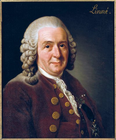 Carl von Linne (Linnaeus) portréja alkotó: Alexander Roslin