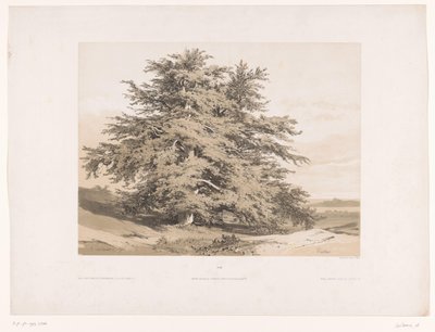 Táj cédrusokkal Cedres (cím az objektumon) alkotó: Alexandre Calame