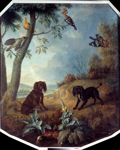 Szerecsendió és Hermin, XIV. Lajos (1638-1715) kutyái. Francois Desportes (1661-1743) festménye alkotó: Alexandre Francois Desportes
