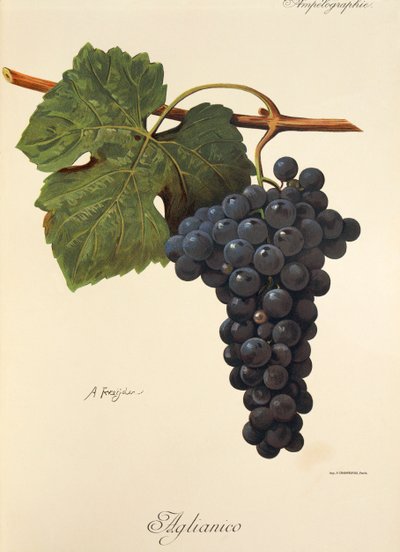Aglianico szőlő, A. Kreyder alkotó: Alexis Kreyder