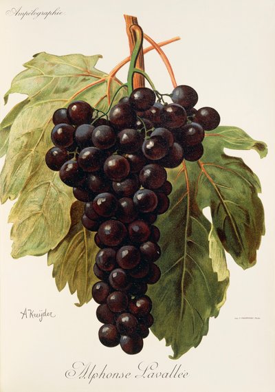 Alphonse Lavallee szőlő, A. Kreyder alkotó: Alexis Kreyder
