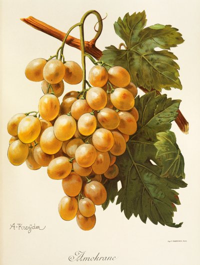 A. Kreyder amokrane szőlő alkotó: Alexis Kreyder