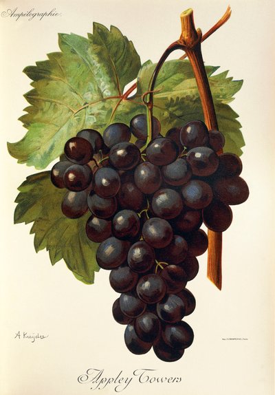 Appley Towers grape. Illustration by A. Kreyder., Pessione, from Traite General de Viticulture. Ampelographie   1414803   hu       hungarian Successfully Translated  Original: Samson and Delilah Translat: Samson and Delilah 1406365 hu hungarian Successfull alkotó: Alexis Kreyder
