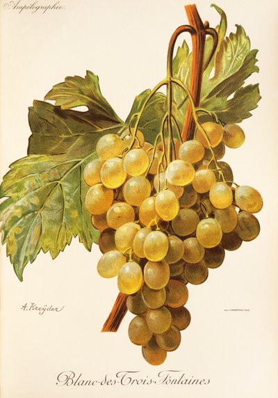Blanc-des-Trois-Fontaines szőlő, A. Kreyder alkotó: Alexis Kreyder