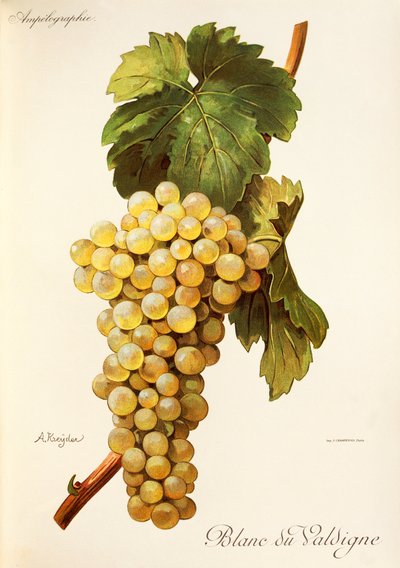 Blanc du Valdigne szőlő, A. Kreyder alkotó: Alexis Kreyder
