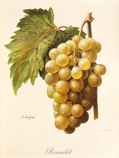 Boisselot szőlő, A. Kreyder alkotó: Alexis Kreyder