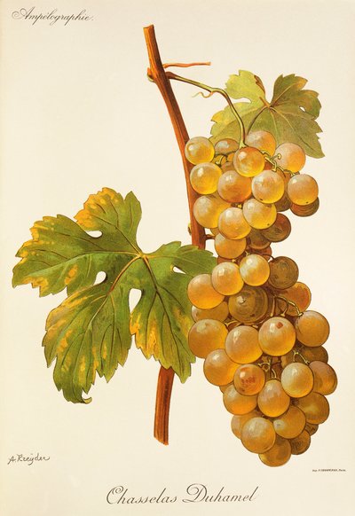 A. Kreyder Chasselas Duhamel szőlő alkotó: Alexis Kreyder