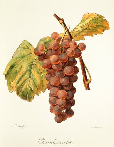 Chasselas Violet szőlő, A. Kreyder alkotó: Alexis Kreyder