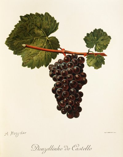 A. Kreyder Donzellinho do Castello szőlő alkotó: Alexis Kreyder