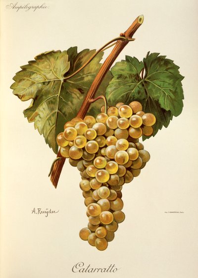 Fiano szőlő, A. Kreyder alkotó: Alexis Kreyder