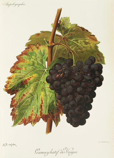 Gamay Hatif a Vosges szőlőből, A. Kreyder alkotó: Alexis Kreyder