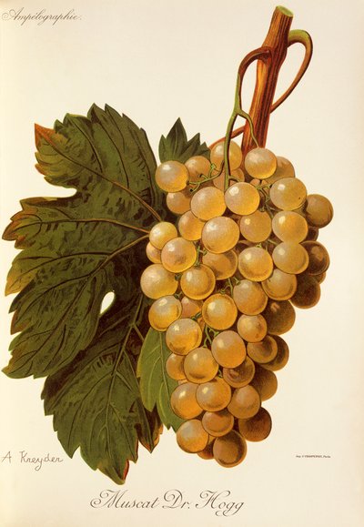 Muscat Dr. Hogg szőlő, A. Kreyder alkotó: Alexis Kreyder