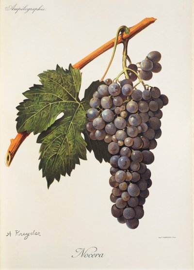 Nocera szőlő, A. Kreyder alkotó: Alexis Kreyder