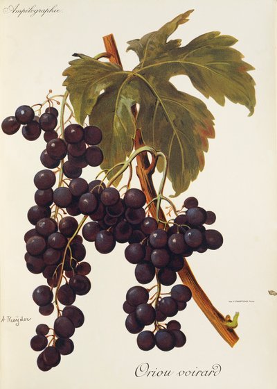 Oriou Vourard markolat, A. Kreiter alkotó: Alexis Kreyder