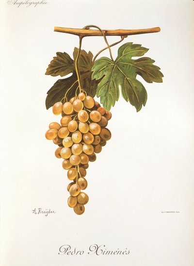 Pedro Mimenes szőlő, A. Kreyder alkotó: Alexis Kreyder