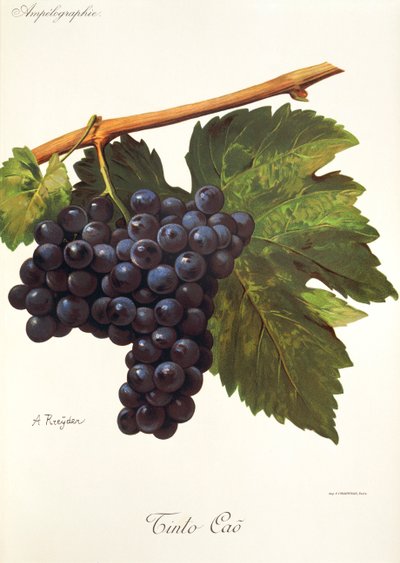Tinto Cao szőlő, A. Kreyder alkotó: Alexis Kreyder
