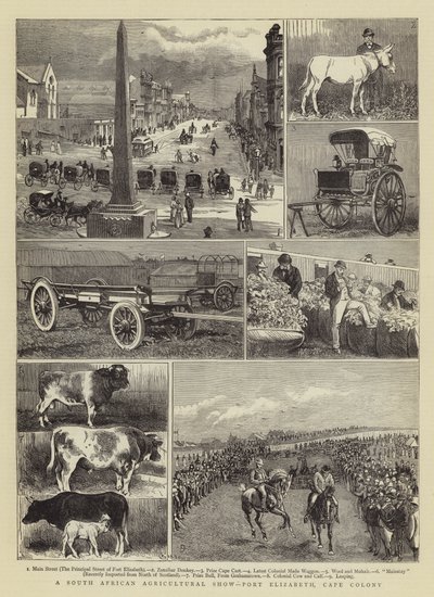 Dél-afrikai mezőgazdasági bemutató, Port Elizabeth, Cape Colony alkotó: Alfred Chantrey Corbould