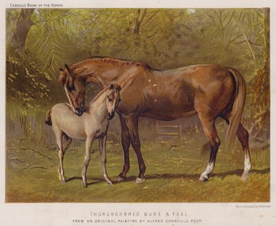Telivér kanca és csikó (színes litho) alkotó: Alfred Chantrey Corbould