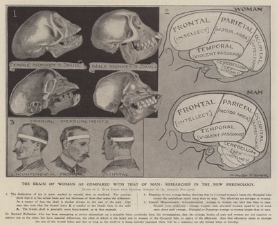 A nő agya a férfiakéhoz képest: kutatások az új frenológiában (litho) alkotó: Alfred Hugh Fisher