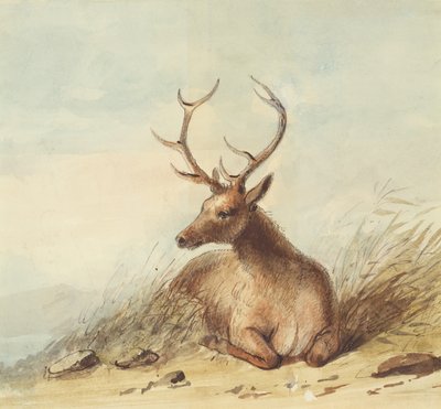 Elk, Rocky Mountains, 1837 körül (ceruza, toll, tinta és akvarell papíron) alkotó: Alfred Jacob Miller