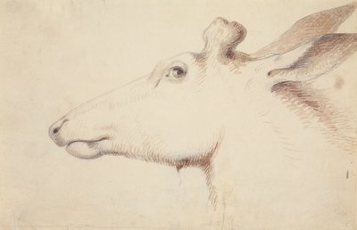 Jávorszarvas. 1837 körül (rajz) alkotó: Alfred Jacob Miller