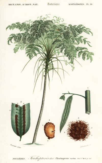 Treefern, Cyathea species., 1849 (metszet) alkotó: Alfred Riocreux