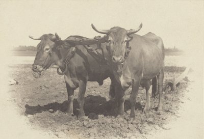  alkotó: Alfred Stieglitz