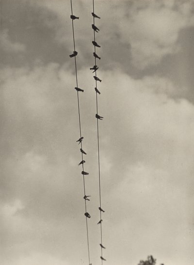 Madarak alkotó: Alfred Stieglitz