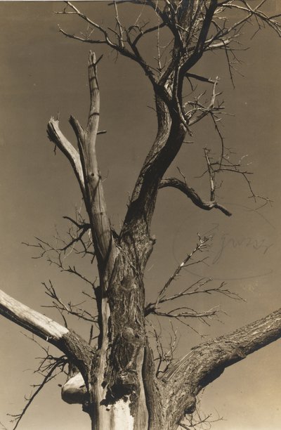 Haldokló gesztenyefa (fordítva) alkotó: Alfred Stieglitz