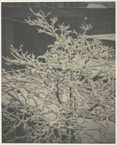A hátsó ablakból 291 Hófödte fa, Hátsó udvar, 1915. alkotó: Alfred Stieglitz