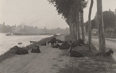 Kecskék Párizs környékén alkotó: Alfred Stieglitz