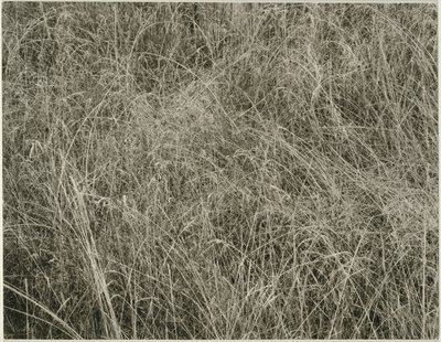 Fű alkotó: Alfred Stieglitz
