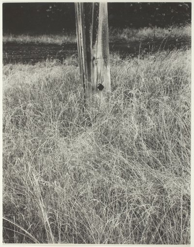 Fű és zászlórúd alkotó: Alfred Stieglitz