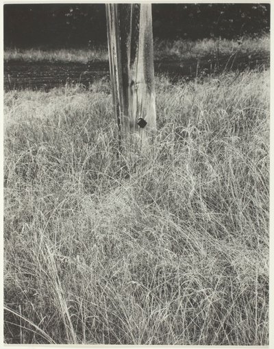 Fű és zászlórúd, 1933. alkotó: Alfred Stieglitz