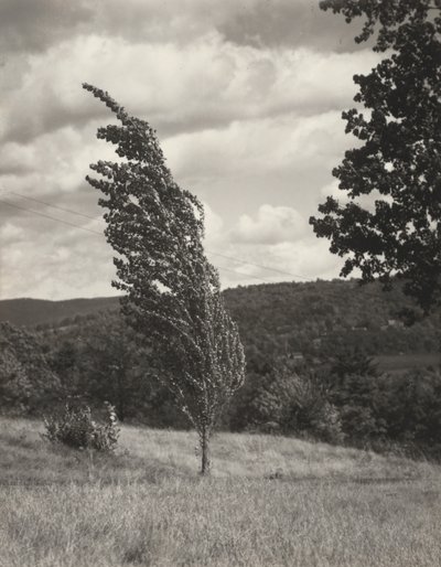 Poplar – Lake George alkotó: Alfred Stieglitz