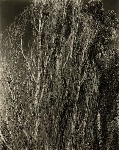 Nyárfák – George-tó alkotó: Alfred Stieglitz