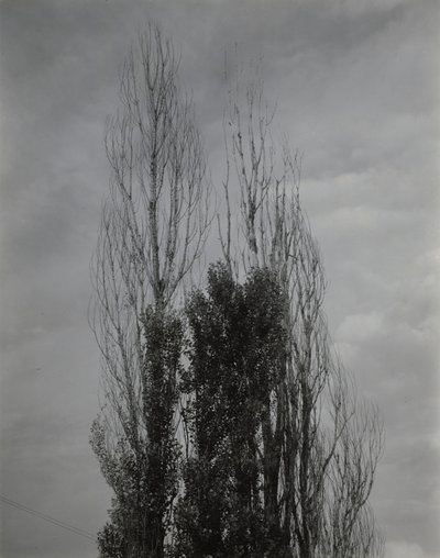 Nyárfák – Lake George alkotó: Alfred Stieglitz