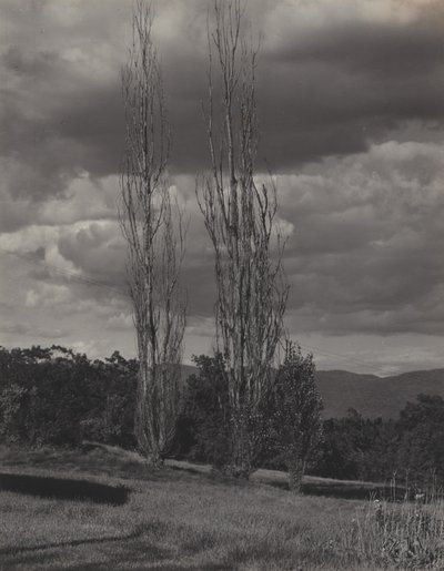 Nyárfák – Lake George alkotó: Alfred Stieglitz