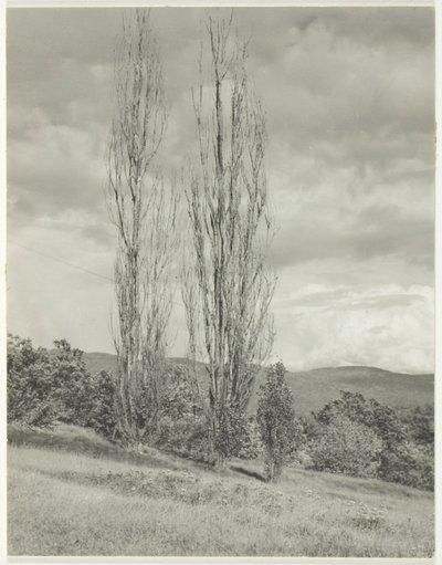 Nyárfák – George-tó alkotó: Alfred Stieglitz