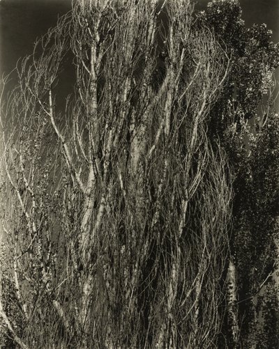 Nyárfák – George-tó alkotó: Alfred Stieglitz