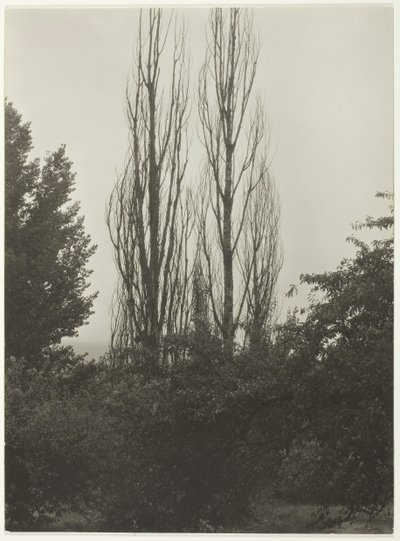 Nyárfák – George-tó, 1935. alkotó: Alfred Stieglitz