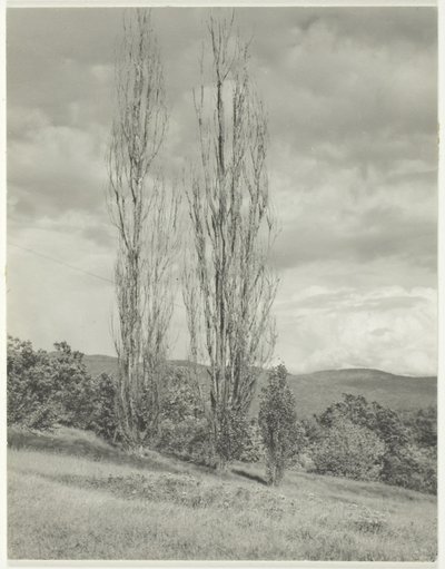 Nyárfa George Lake alkotó: Alfred Stieglitz