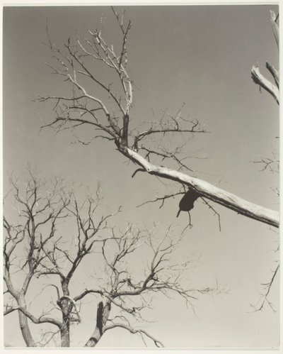 A haldokló gesztenyefa - A tanárom alkotó: Alfred Stieglitz