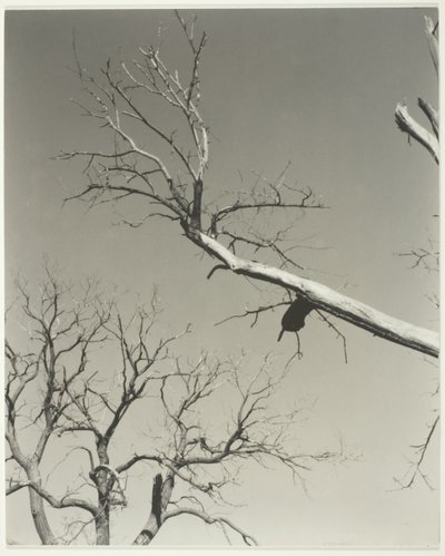A haldokló gesztenyefa - A tanárom alkotó: Alfred Stieglitz