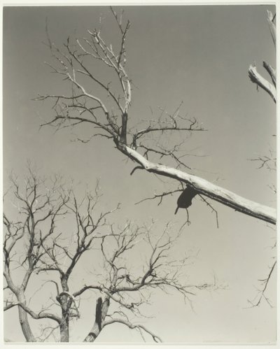A haldokló gesztenyefa – a tanárom, 1927. alkotó: Alfred Stieglitz