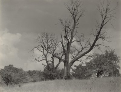 alkotó: Alfred Stieglitz