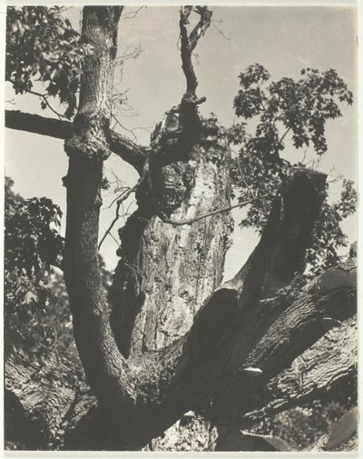 Az öreg juhar – Lake George, 1926. alkotó: Alfred Stieglitz