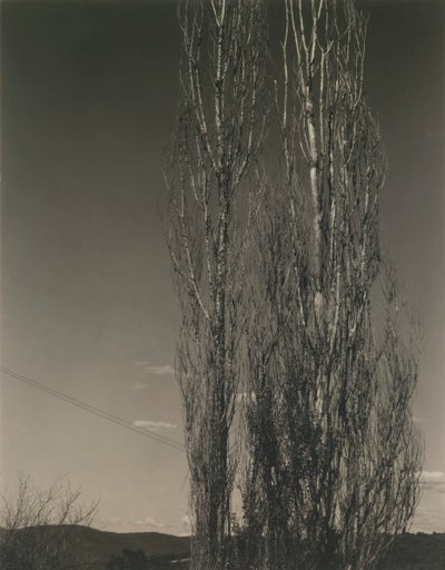 A két nyárfa, George-tó alkotó: Alfred Stieglitz